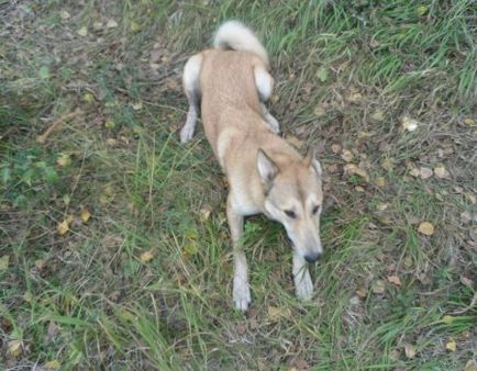 Hogyan lehet növelni a keresés husky (keresés) Hogyan lehet növelni a Search at Husky