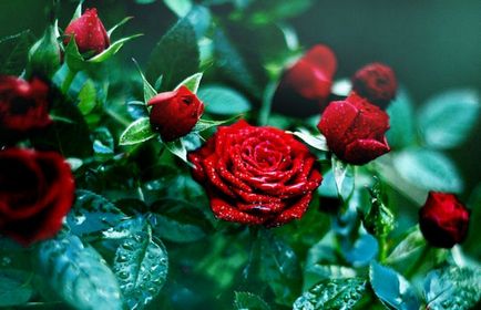 Hogyan törődik bokor rózsa