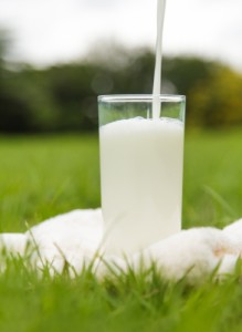 Hogyan válasszuk ki a tej, egyszerűen élnek