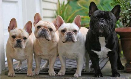 Cum arată buldogii francezi cât timp trăiesc acești câini?