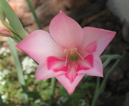 Hogyan növekszik a kardvirág - megfelelő ellátást ilyen csodálatos virágok
