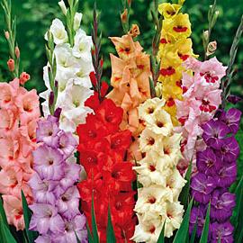 Cum să crească gladioli - grija potrivită pentru aceste flori superbe