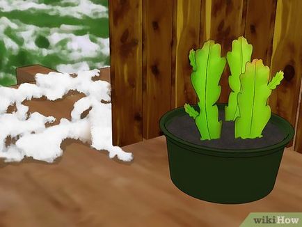 Як вирощувати кактус Епіфіллум