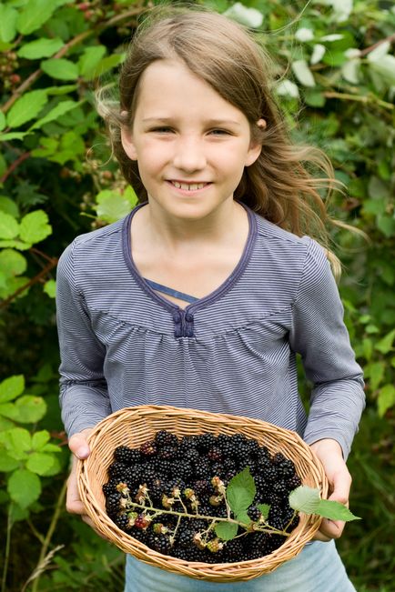 Cum să crești o mure de fructe ecologice