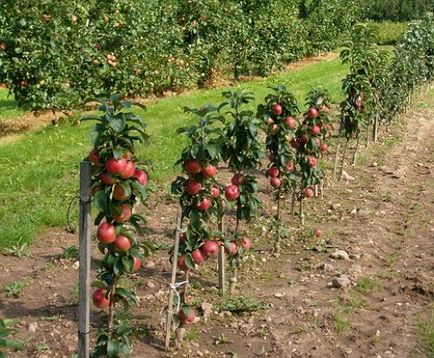 Hogyan növekszik oszlopos almafa az országban, kertész (tanya)