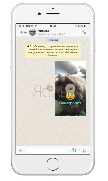 Як в whatsapp на iphone створювати і відправляти gif-картинки (гифки), новини apple