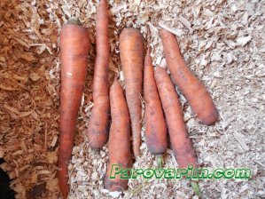 Як зберігати моркву зберігання моркви взимку в льосі, підвалі і в домашніх умовах
