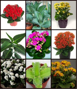 Kalanchoe - 