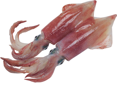 Squids în gătit - caracteristici de gătit, proprietăți utile și soiuri
