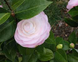 Camellia japoneză