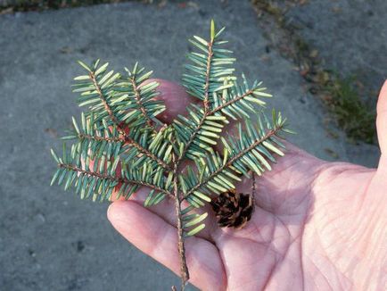 Canadian pin - conifere conifere evergreen cu ace plate