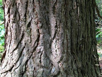 Канадська сосна - вічнозелене хвойне дерево з плоскою хвоєю