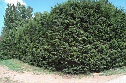 Canadian pin - conifere conifere evergreen cu ace plate