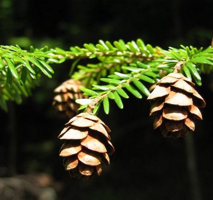 Canadian pin - conifere conifere evergreen cu ace plate