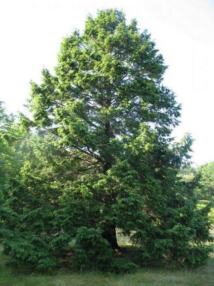 Канадська сосна - вічнозелене хвойне дерево з плоскою хвоєю
