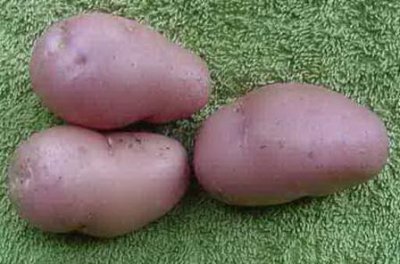 Potato - Desire Descriere soi, fotografie, descriere detaliată și istoric de origine