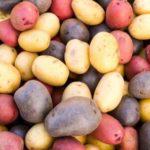 Potato Picasso Variety Descriere, Foto