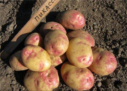 Potato Picasso Variety Descriere, Foto