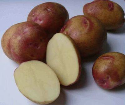 Картопля пикассо опис сорту, фото