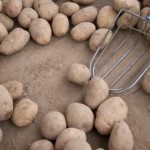 Potato Picasso Variety Descriere, Foto