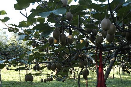 Kiwi necesită răbdare - descriere, reproducere, îngrijire, plantare, fotografie, aplicație în grădină, soiuri și specii