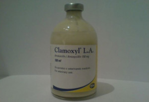 Descriere Clamoxyl pentru pisici, manual de utilizare și recenzii