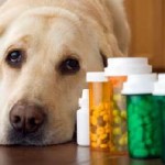 Кламоксил для собак інструкція із застосування для тварин, ціна, побічні ефекти, будинок собаки