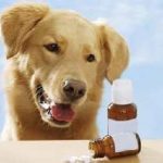 Klamoksil kutya oktatás az állati, ár, mellékhatások kutyaház