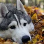 Klamoksil kutya oktatás az állati, ár, mellékhatások kutyaház