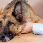Clamoxyl pentru câini instrucțiuni pentru utilizare la animale, preț, efecte secundare, casă de câine