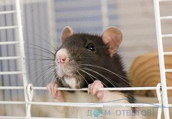 Cage pentru șobolani - răspunsuri și sfaturi privind întrebările dvs.