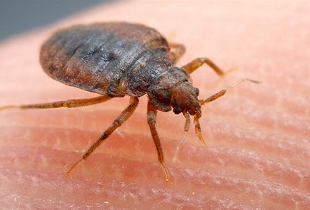Bedbugs pe canapea - cum să se ocupe de ele