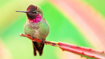 Colibri - o colibă ​​- o descriere a unei pasari nebunești