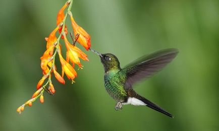 Colibri - o colibă ​​- o descriere a unei pasari nebunești