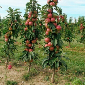 Колоновидна яблуня особливості дерева, посадка і догляд