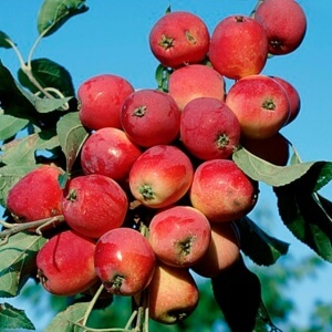 În formă de colon, trăsături de măr, plantare și îngrijire