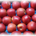 Coloane în formă de măr - caracteristici de îngrijire și de cultivare