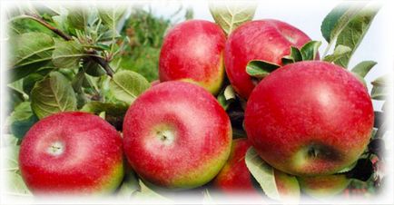 Колоновидні яблуні - особливості догляду та вирощування