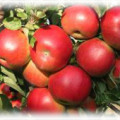 Колоновидні яблуні - особливості догляду та вирощування