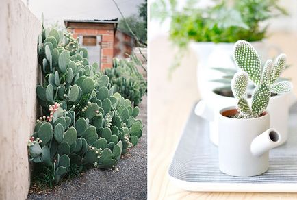 8 cactuși spini și nemaipomenit - simpli dincolo