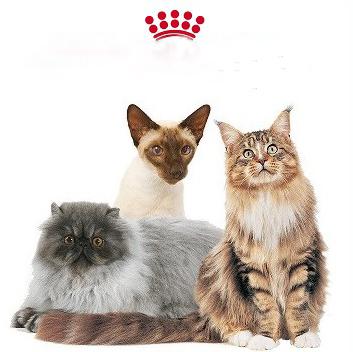 Hrană pentru Cane Royal pentru pisici
