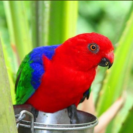 Королівський папуга - фото, ціна, опис виду
