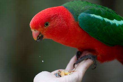 Király Parrot - fotók, árak, típusának leírása