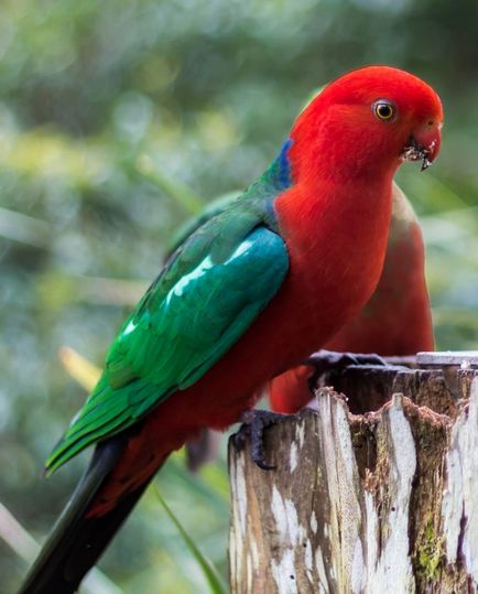 Royal papagal - fotografie, preț, descriere