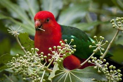 Király Parrot - fotók, árak, típusának leírása