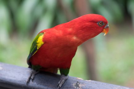 Király Parrot - fotók, árak, típusának leírása