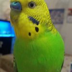 Королівський папуга - фото, ціна, опис виду