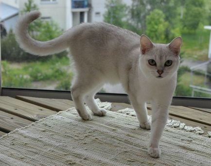 Pisica Burmilla - adevărata doamnă printre feline