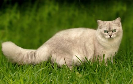 Кішка бурмілла - справжня леді серед котячих