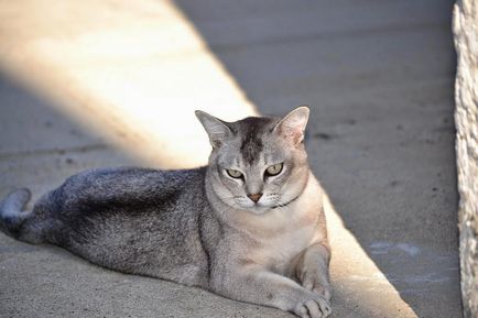 Pisica Burmilla - adevărata doamnă printre feline